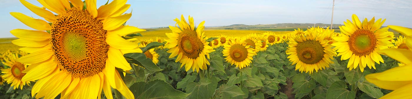 sunflower field in dunn county, nd